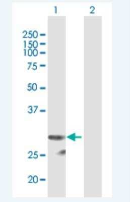 Western Blot: Protease Inhibitor 15 Antibody [H00051050-B01P-50ug]