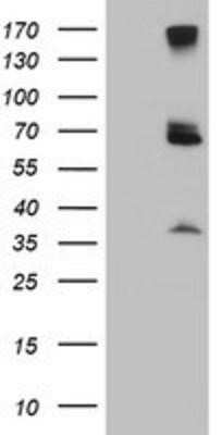 Western Blot: Proteasome 19S S3 Antibody (OTI2A2)Azide and BSA Free [NBP2-73636]