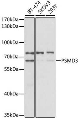 Western Blot: Proteasome 19S S3 AntibodyBSA Free [NBP2-94013]