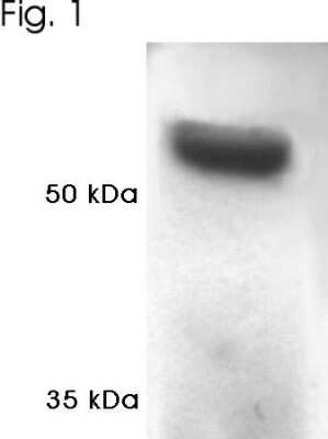 Western Blot: PSMC1 Antibody [NB120-3317]