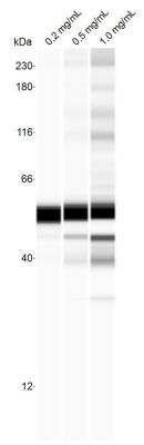 Simple Western: Proteasome 19S S7 Antibody [NBP1-87797]