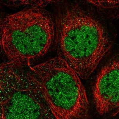 Immunocytochemistry/ Immunofluorescence: PSMA1 Antibody [NBP1-81768]