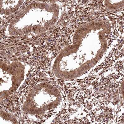 Immunohistochemistry-Paraffin: PSMA1 Antibody [NBP1-81768]