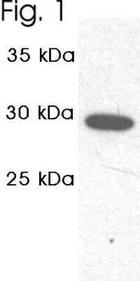 Western Blot: PSMA1 Antibody [NB300-624]