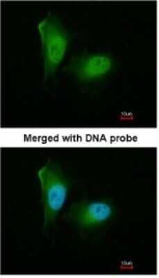 Immunocytochemistry/ Immunofluorescence: PSMA2 Antibody [NBP1-31542]