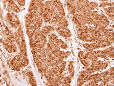 Immunohistochemistry-Paraffin: PSMA2 Antibody [NBP1-31542]
