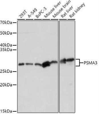 Western Blot: Proteasome 20S alpha 3 AntibodyAzide and BSA Free [NBP2-94032]