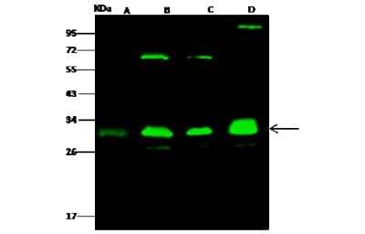 Western Blot: Proteasome 20S alpha 3 Antibody [NBP2-97026]