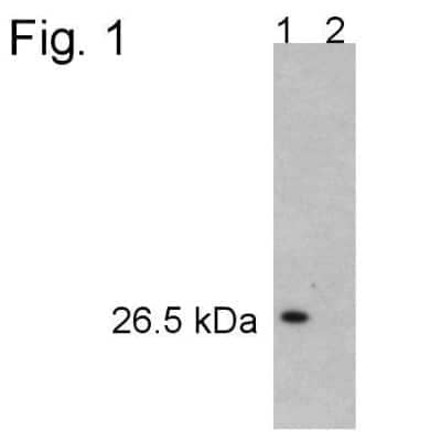 Western Blot: Proteasome 20S alpha 5 Antibody [NB120-11437]