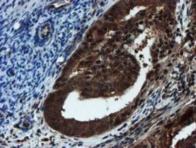 Immunohistochemistry: Proteasome 20S alpha 6 Antibody (OTI4C9) - Azide and BSA Free [NBP2-73637]