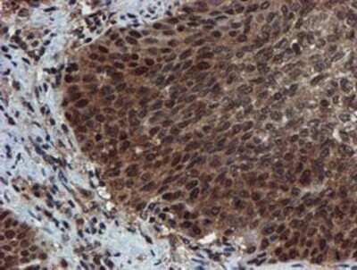 Immunohistochemistry: Proteasome 20S alpha 6 Antibody (OTI4C9) - Azide and BSA Free [NBP2-73637]