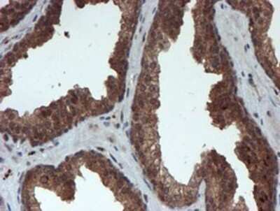 Immunohistochemistry: Proteasome 20S alpha 6 Antibody (OTI4C9) - Azide and BSA Free [NBP2-73637]