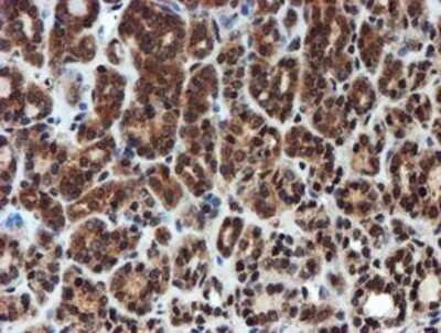 Immunohistochemistry: Proteasome 20S alpha 6 Antibody (OTI4C9) - Azide and BSA Free [NBP2-73637]