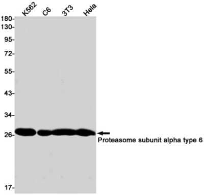 Western Blot: Proteasome 20S alpha 6 Antibody (S01-4I2) [NBP3-15085]