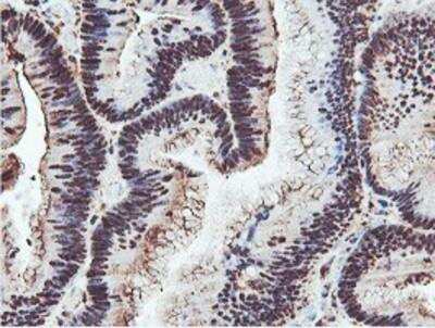 Immunohistochemistry-Paraffin: PSMB7 Antibody (OTI1E1) [NBP2-01832]