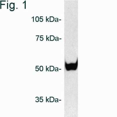 Western Blot: Proteasome 26S S5 AntibodyBSA Free [NB120-3319]