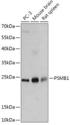 Western Blot: Proteasome beta 1 AntibodyBSA Free [NBP2-93490]