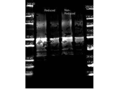 Western Blot: Protein A Antibody [NBP2-53424]