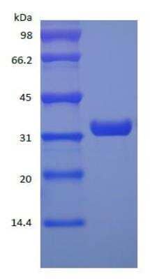 SDS-PAGE: Recombinant Protein A Cys (C-Term) Protein [NBP2-35001]