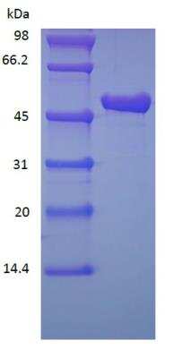 SDS-PAGE: Recombinant Protein A/G Cys (C-Term) Protein [NBP2-34999]