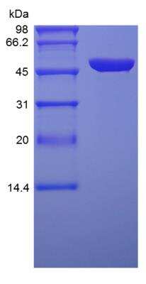 SDS-PAGE: Recombinant Protein A/G Protein [NBP2-34968]
