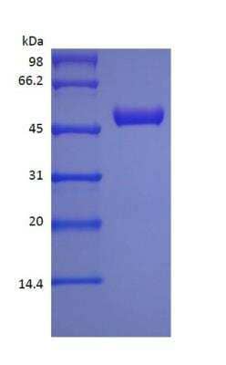 SDS-PAGE: Recombinant Protein A Long Form Protein [NBP2-35019]