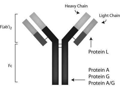 Immunoprecipitation: Protein A Native Protein [NBP1-97288]