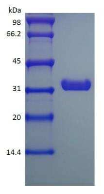 SDS-PAGE: Recombinant Protein A Protein [NBP2-34964]