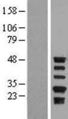 Western Blot: Serpin A5/Protein C Inhibitor Overexpression Lysate [NBL1-15839]