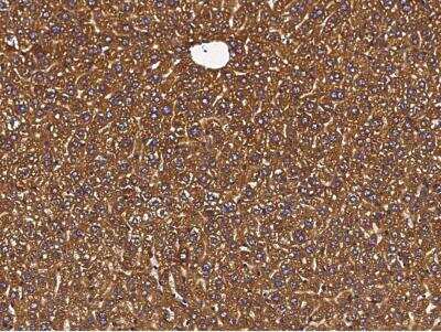 Immunohistochemistry-Paraffin: Protein Disulfide Isomerase/P4HB Antibody (023) [NBP2-90660]