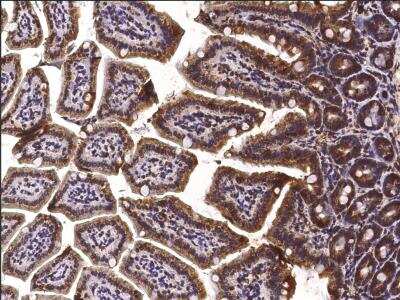 Immunohistochemistry-Paraffin: Protein Disulfide Isomerase/P4HB Antibody (023) [NBP2-90660]