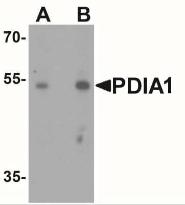 Western Blot: Protein Disulfide Isomerase/P4HB AntibodyBSA Free [NBP2-41319]