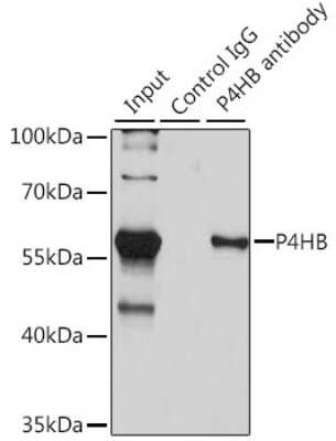 Western Blot: Protein Disulfide Isomerase/P4HB AntibodyBSA Free [NBP3-03678]