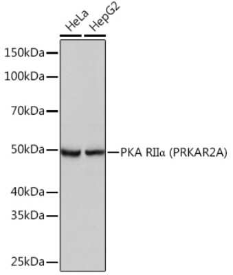 Western Blot: Protein Kinase A Regulatory Subunit II alpha Antibody (9C6B3) [NBP3-16292]