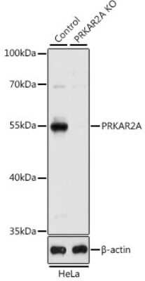 Western Blot: Protein Kinase A Regulatory Subunit II alpha AntibodyAzide and BSA Free [NBP3-03477]