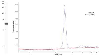 Simple Western: Protein Kinase A regulatory subunit I alpha Antibody [NBP2-33585]