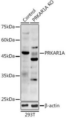 Western Blot: Protein Kinase A regulatory subunit I alpha AntibodyAzide and BSA Free [NBP2-93193]