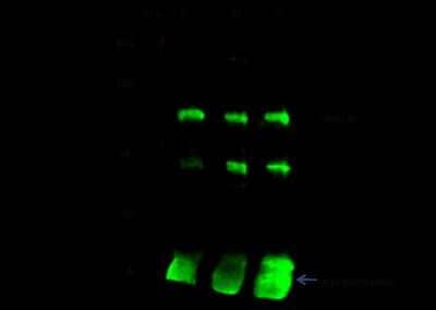 Immunoprecipitation: Protein Kinase D2 Antibody [NBP2-99858]