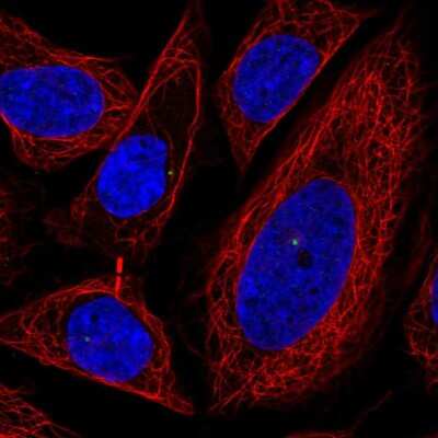 Immunocytochemistry/ Immunofluorescence: Protein O-Fucosyltransferase 1/POFUT1 Antibody [NBP2-56268]