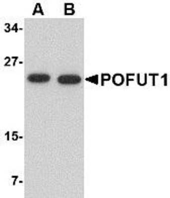 Western Blot: Protein O-Fucosyltransferase 1/POFUT1 AntibodyBSA Free [NBP1-76940]