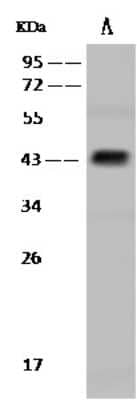 Western Blot: Protein O-Fucosyltransferase 1/POFUT1 Antibody [NBP2-98652]