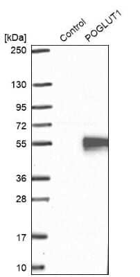 Western Blot: Protein O-Glucosyltransferase 1/POGLUT1/KTELC1 Antibody [NBP2-68633]