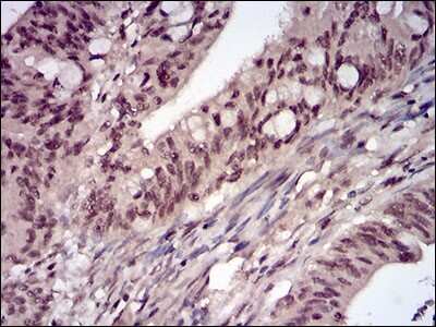 Immunohistochemistry-Paraffin: Protein Phosphatase 1 beta Antibody (8A7C7) - BSA Free [NBP2-52539]