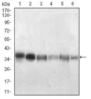 Western Blot: Protein Phosphatase 1 beta Antibody (8A7C7)BSA Free [NBP2-52539]