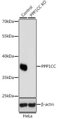Knockout Validated: Protein Phosphatase 1C gamma Antibody - BSA Free [NBP3-03445]