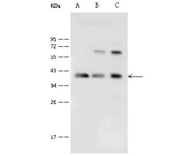 Western Blot: Protein Phosphatase 1C gamma Antibody [NBP2-99488]