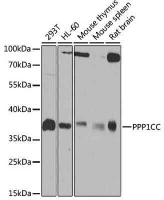 Western Blot: Protein Phosphatase 1C gamma AntibodyBSA Free [NBP3-03445]