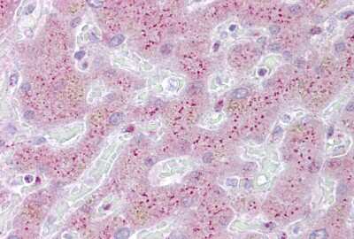 Immunohistochemistry-Paraffin: Protein S/PROS1 Antibody [NBP1-59165]