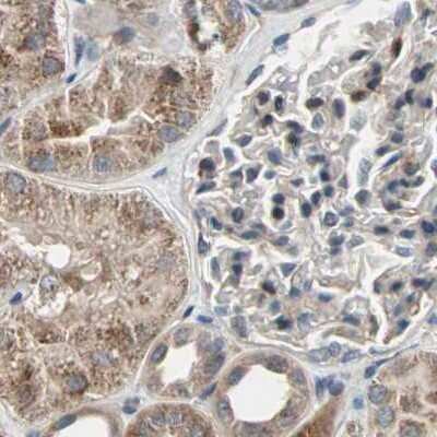 Immunohistochemistry-Paraffin: Protein S/PROS1 Antibody [NBP1-87218]
