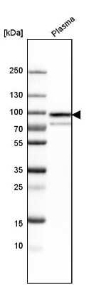 Western Blot: Protein S/PROS1 Antibody [NBP1-87218]
